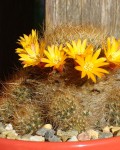 Rebutia Glomeriseta