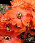 Rebutia Huasiensis