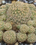 Rebutia Krugerae