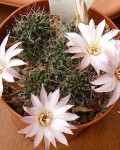 Rebutia Leucanthema