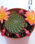 Rebutia Minuscula