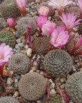 Rebutia Narvaecensis