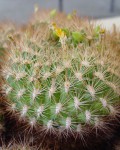 Rebutia Neocumingii