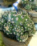 Rebutia Neumanniana