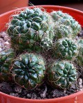 Rebutia Oligacantha