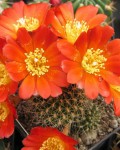 Rebutia Padcayensis