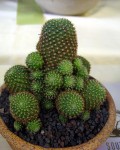 Rebutia Perplexa