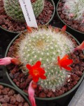 Rebutia Pseudodeminuta