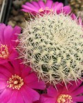 Rebutia Pulchra