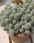 Rebutia Pygmaea