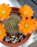 Rebutia Simoniana