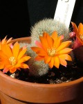 Rebutia Spinosissima