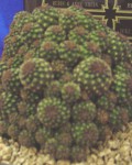 Rebutia Steinbachii