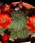 Rebutia Tarijensis