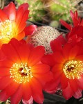 Rebutia Vasqueziana