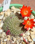 Rebutia Xanthocarpa