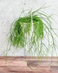 Rhipsalis baccifera