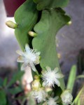 Rhipsalis Elliptica