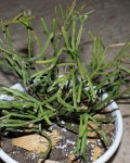 Rhipsalis Ewaldiana