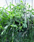 Rhipsalis Goebeliana