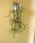 Rhipsalis Grandiflora