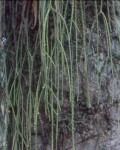 Rhipsalis Lindbergiana