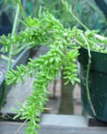 Rhipsalis Mesembryanthemoides