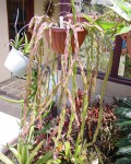 Rhipsalis Paradoxa