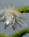 Rhipsalis Pilocarpa