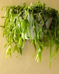 Rhipsalis Rhombea