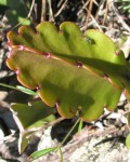 Rhipsalis Russellii