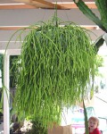 Rhipsalis Teres