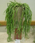 Rhipsalis Trigona