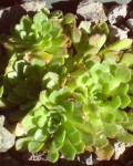 Rosularia Platyphylla