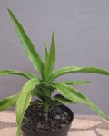 Sansevieria Arborescens