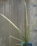 Sansevieria Cylindrica