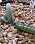 Sansevieria Eilensis