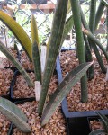 Sansevieria Hallii