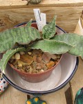 Sansevieria Kirkii