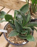 Sansevieria Subspicata