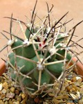 Sclerocactus Glaucus