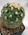 Sclerocactus Mesae-verdae