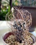 Sclerocactus Papyracanthus