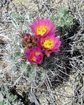 Sclerocactus Parviflorus