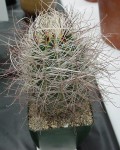 Sclerocactus Polyancistrus