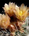 Sclerocactus Pubispinus