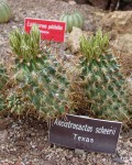 Sclerocactus Scheeri