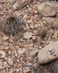 Sclerocactus Sileri