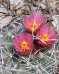 Sclerocactus Spinosior