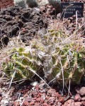 Sclerocactus Uncinatus